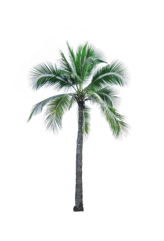 Coconut tree isolated on white background used for advertising decorative architecture. Summer and paradise beach concept. Tropical coconut tree isolated. Palm tree with green leaves in summer. photo