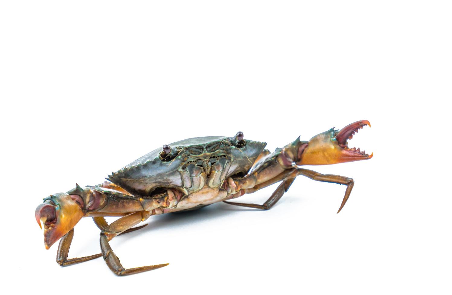 Scylla serrata. Mud crab isolated on white background with copy space. Raw materials for seafood restaurants concept. photo