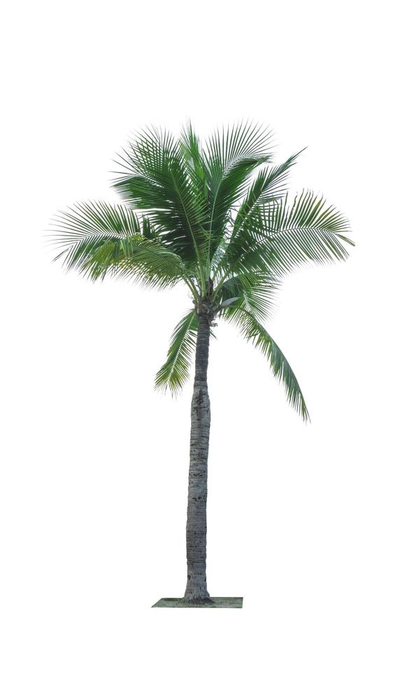 Coconut tree isolated on white background used for advertising decorative architecture. Summer and paradise beach concept. Tropical coconut tree isolated. Palm tree with green leaves in summer. photo