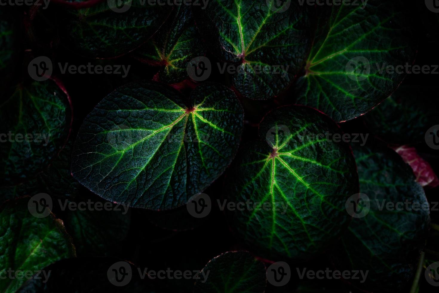 Green round leaf texture on dark background. Close-up detail of begonia leaves. House plant. Indoor plants. Begonia leaf for home decoration. Wallpaper for spa or mental health and mind therapy. photo