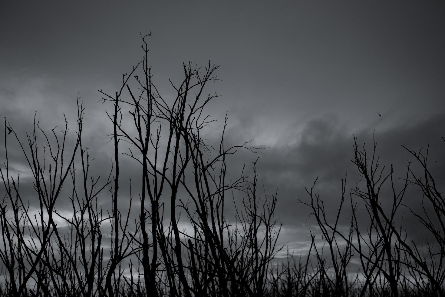 Silhouette dead tree on dark dramatic sky and gray clouds. Dark sky and dead tree background for Halloween day. Dead tree branches with stormy sky. Background for sad, hopeless, and death concept. photo