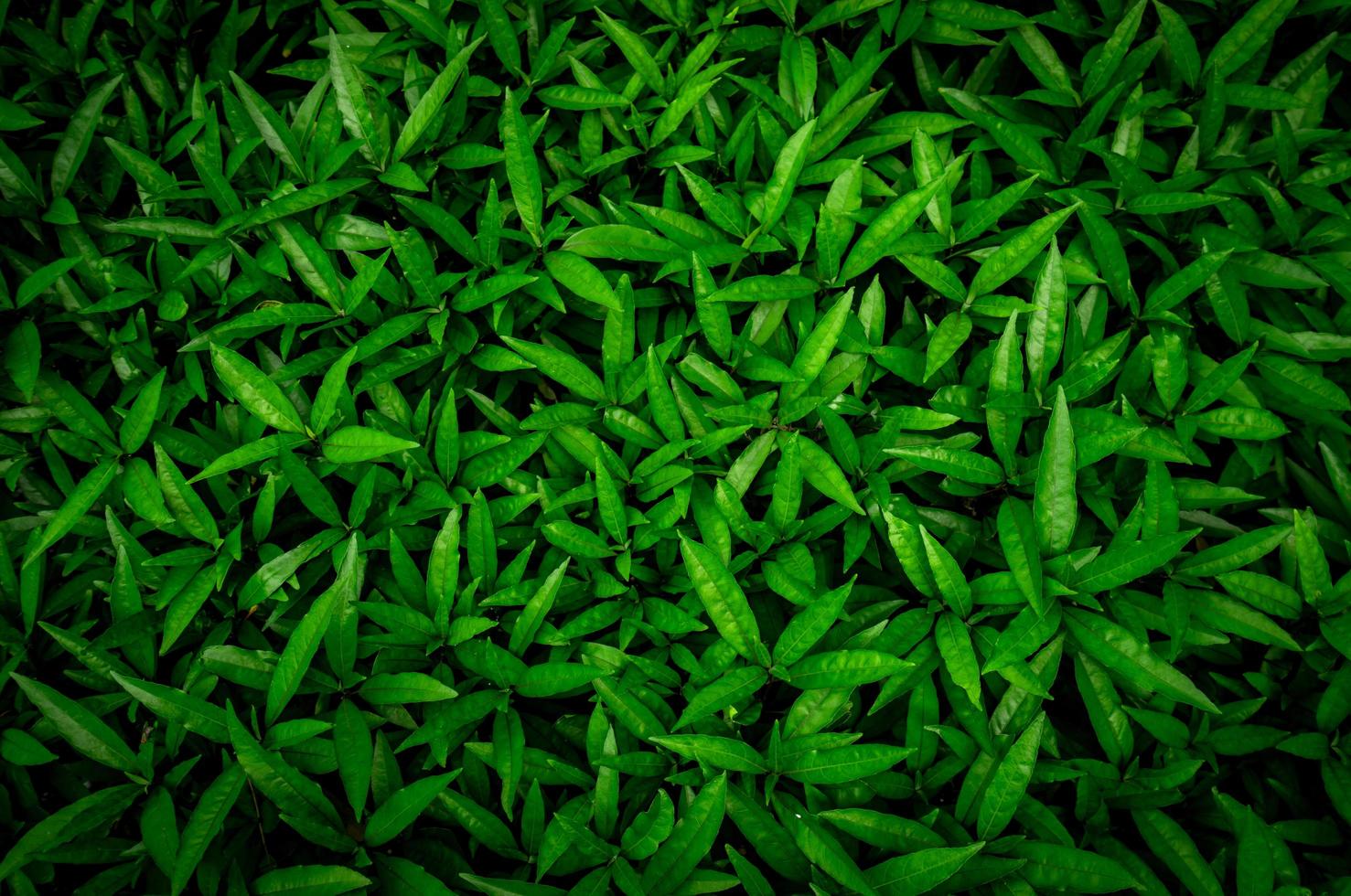 Top view of green leaves texture background. Green leaves with beautiful pattern in jungle for organic concept. Natural plant in tropic garden. Nature background. Small green leaf in bush background. photo