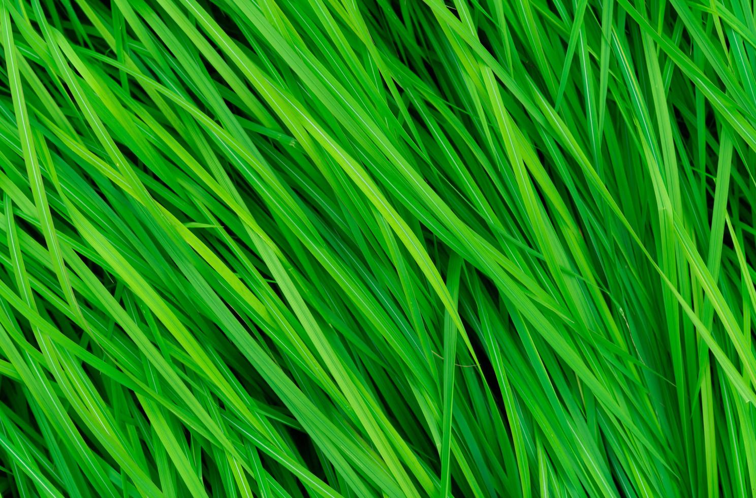 Green grass with long leaves. Natural green stalks grass texture background. Organic and healthy background. Background for organic cosmetic product. photo