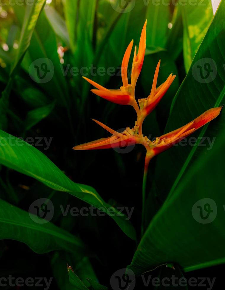 Closeup orange flower with green leaves in tropical garden. Ornamental plant for decorate outdoor garden. Orange flower in the morning with sunlight. Beauty in nature. Orange flower in summer garden. photo