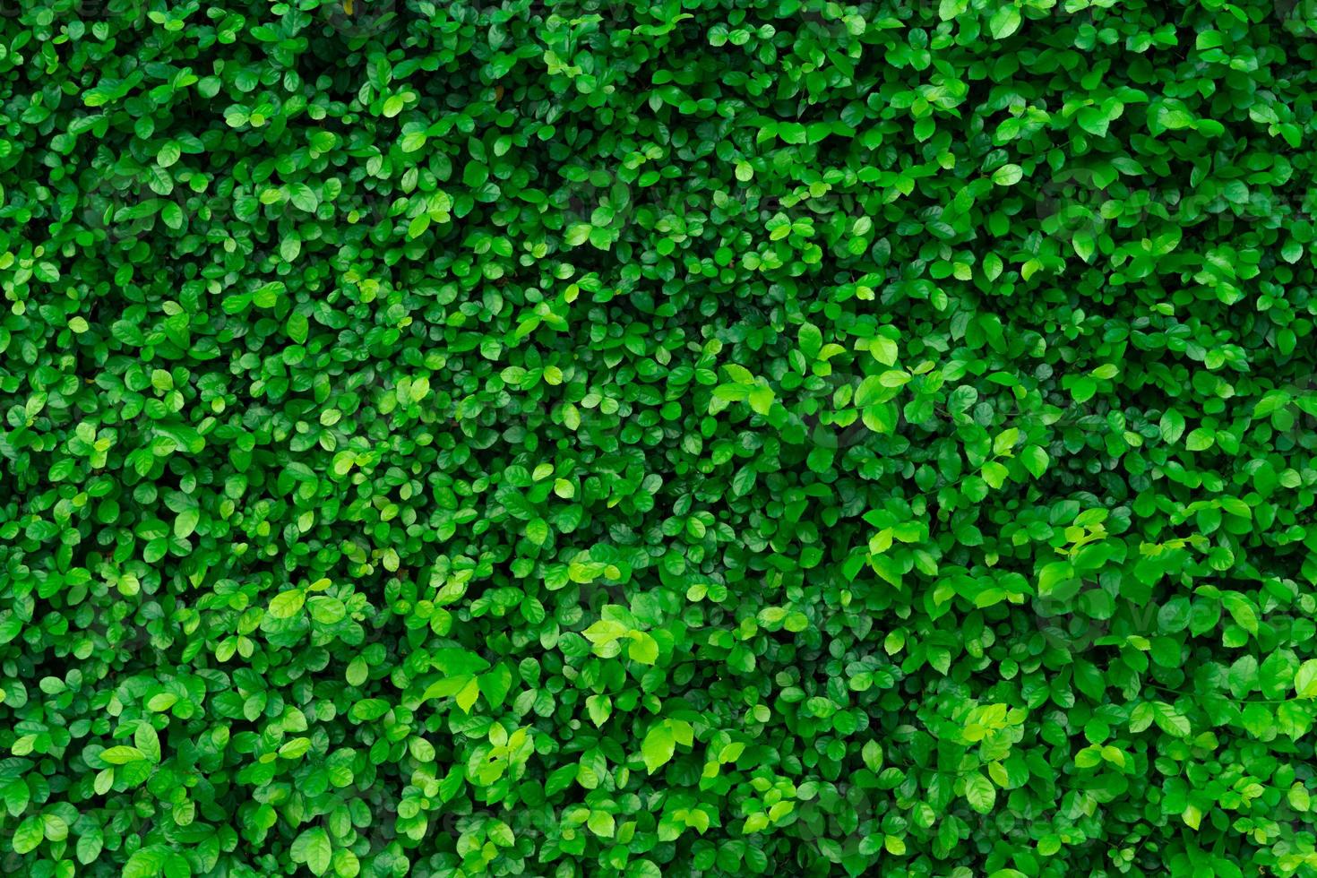 Closeup evergreen hedge plants. Small green leaves in hedge wall texture background. Eco evergreen hedge wall. Ornamental plant in backyard garden. Many leaves reduce dust in air. Natural backdrop. photo