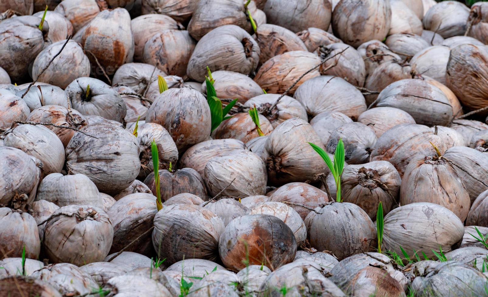 Pile of young coconut plant. Sprout of coconut tree with green leaves emerging from old brown coconut. Planting coconut trees in farm. Seed propagation of tropical palm tree. Exotic tropical tree. photo