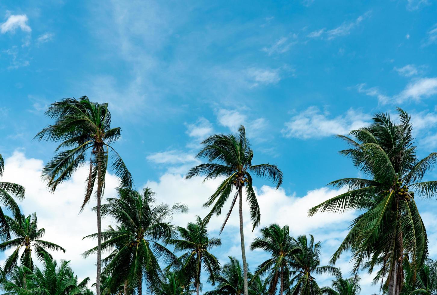 palmera de coco con cielo azul y nubes. plantación de palmeras. granja de coco viento que sopla lentamente hojas verdes de palmera de coco. árbol tropical con cielo de verano y nubes. árbol de playa de verano. foto