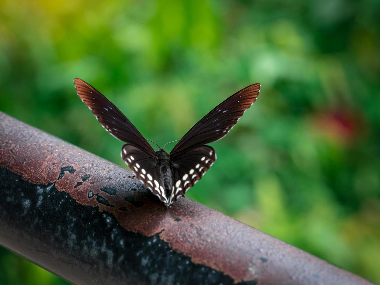 mariposa negra en la vieja barra de hierro en el parque foto