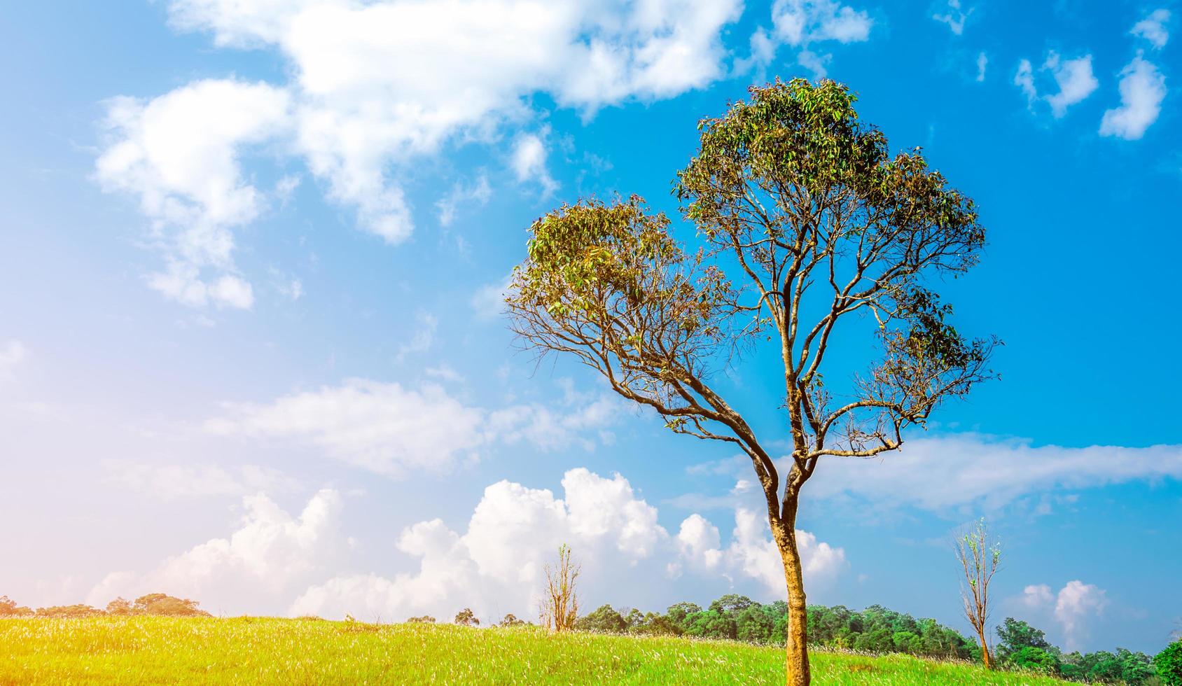 árbol verde con hermoso patrón de ramas en la colina y campo de hierba verde con flores blancas y cielo azul y cúmulos blancos como fondo en un hermoso día de sol. composición de la naturaleza. foto