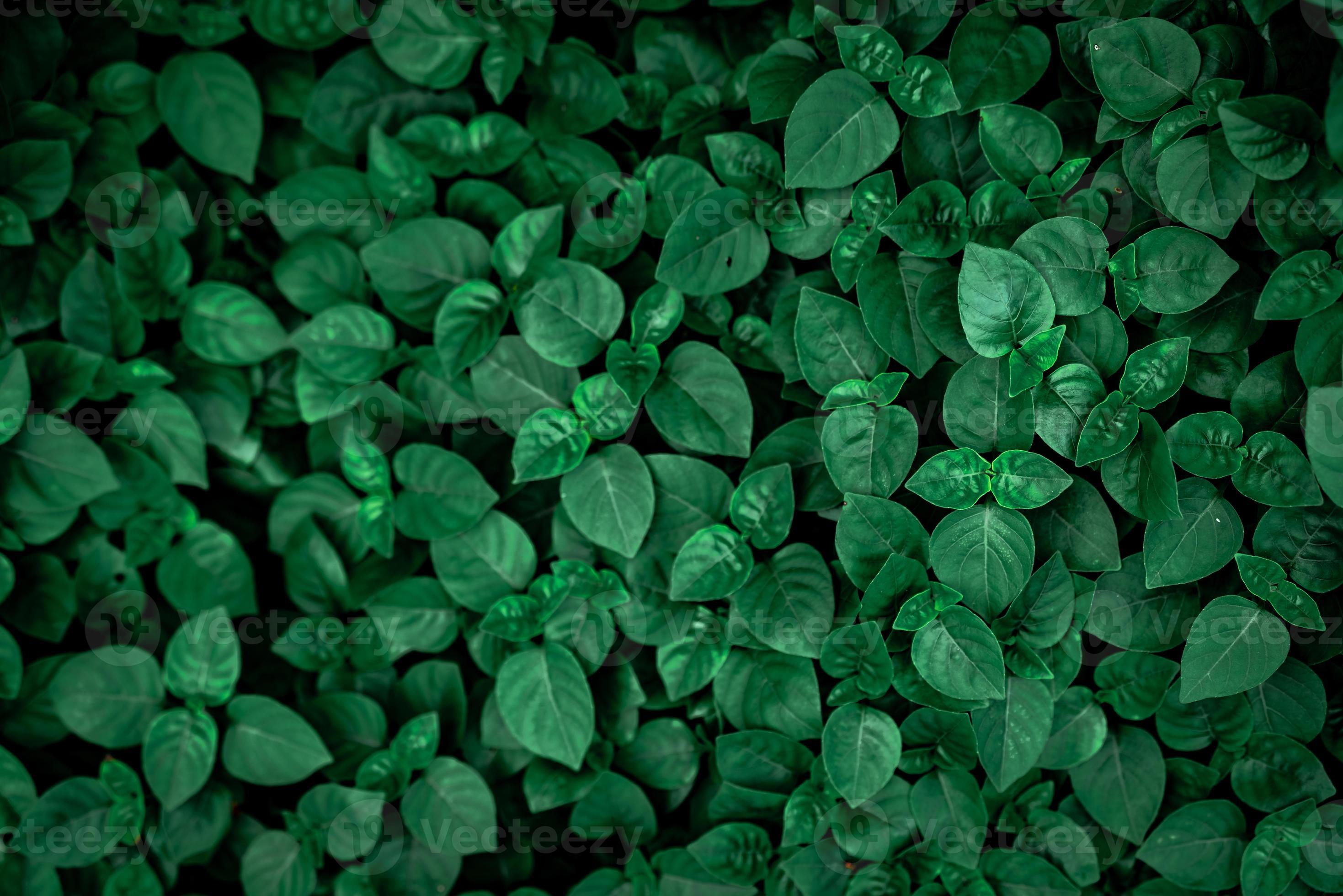 Dense dark green leaves in the garden. Emerald green leaf texture. Nature  abstract background. Tropical forest. Above view of dark green leaves with  natural pattern. Tropical plant wallpaper. Greenery 7773634 Stock Photo