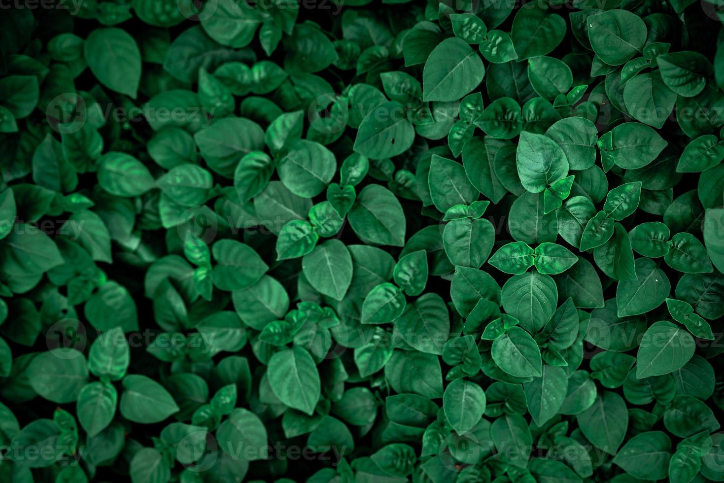 Dense dark green leaves in the garden. Emerald green leaf texture. Nature abstract background. Tropical forest. Above view of dark green leaves with natural pattern. Tropical plant wallpaper. Greenery photo