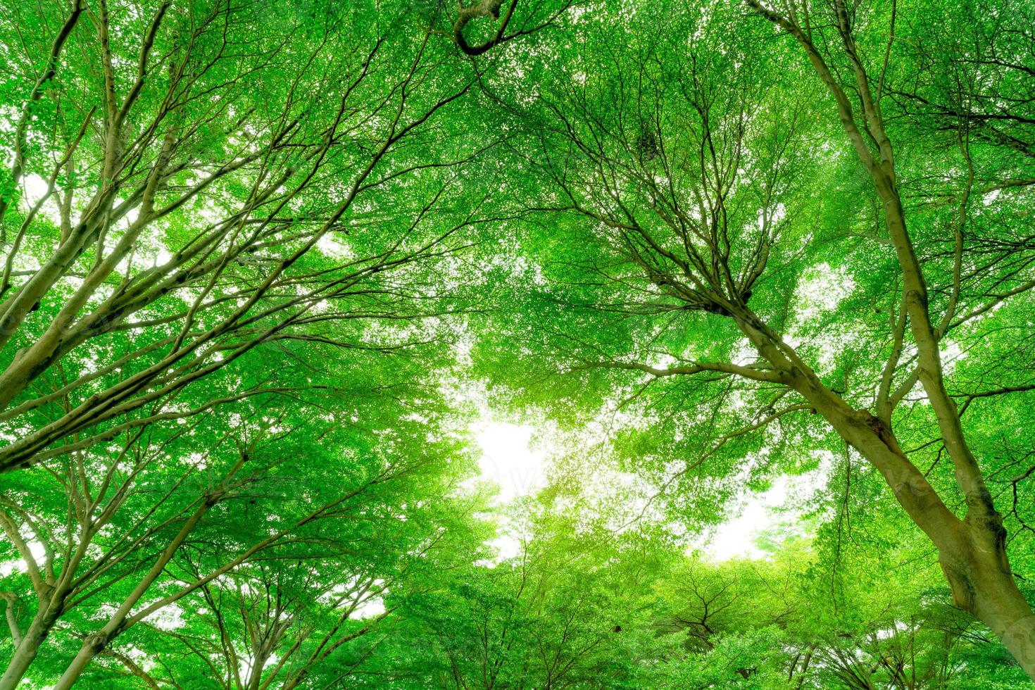 Green Trees Stock Photos, Images and Backgrounds for Free Download