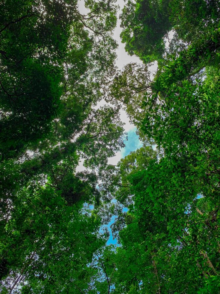 Bottom view of green tree in tropical forest with bright blue sky and white cloud. Bottom view background of tree with green leaves and sun light in the the day. Tall tree in woods. Jungle in Thailand photo