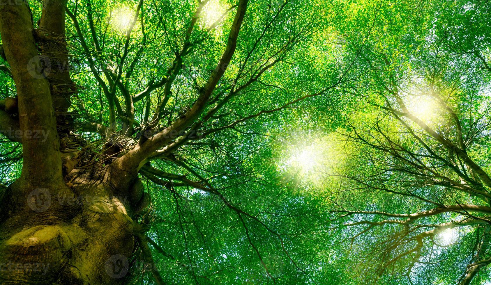 Bottom view of green tree in the forest with sunlight. Fresh environment in park. Green plant give oxygen in summer garden. Forest tree with small leaves. Beauty in nature. Ecosystem. Environment day. photo