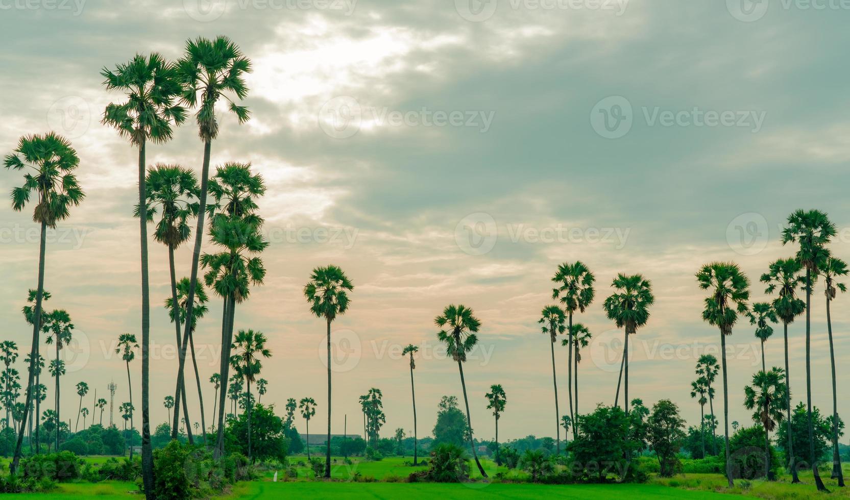 Sugar palm tree and rice field in Thailand with beautiful sunset sky. Beautiful pattern of sugar parm tree. Green rice farm in summer. Landscape of rural paddy field. Rice plantation in countryside. photo