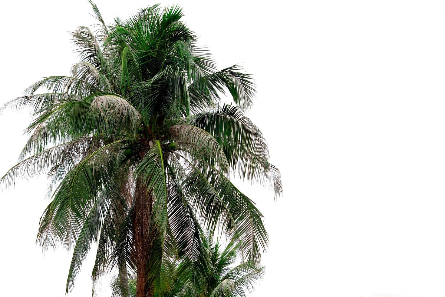 Coconut tree isolated on white background. Tropical palm tree attacked by coconut black-headed caterpillar. Coconut drying up due to Opisina arenosella infestation. Palm disease the problem of farmer. photo