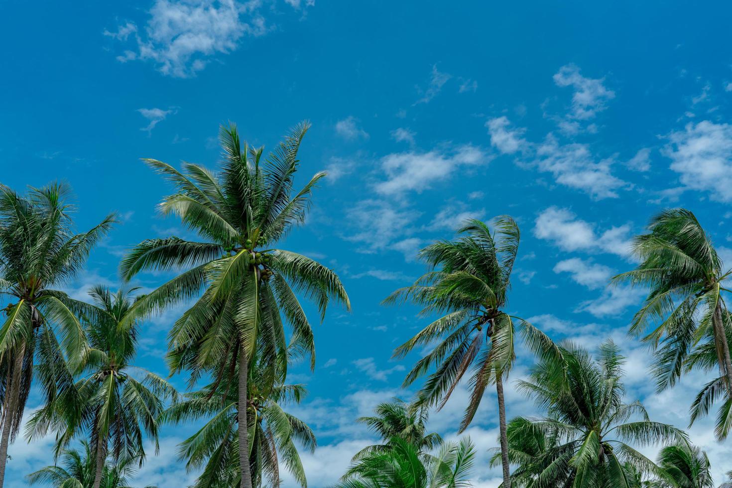 Coconut palm tree with blue sky and clouds. Palm plantation. Coconut farm. Wind slow blowing green leaves of coconut palm tree. Tropical tree with summer sky and clouds. Summer beach tree. photo