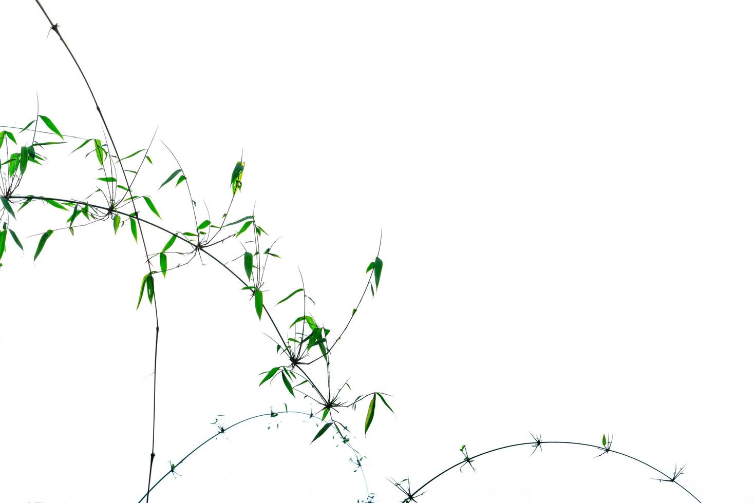 Green bamboo leaves and branches with beautiful pattern isolated on white background with copy space. Natural and organic abstract background for morals and peaceful concept photo