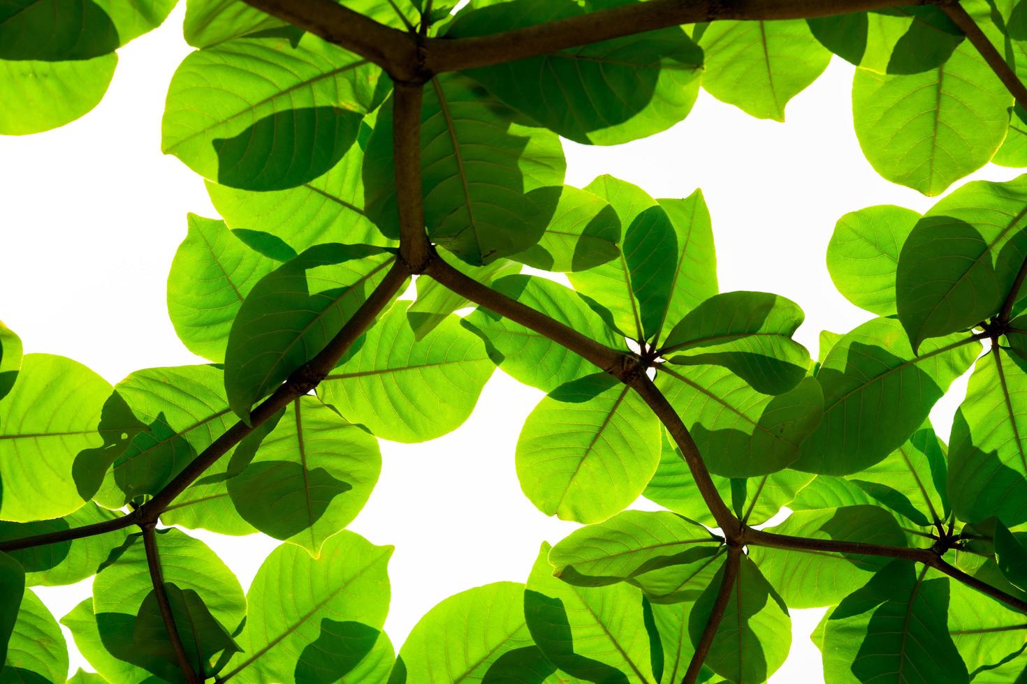 Fresh green leaves and branches on white background photo