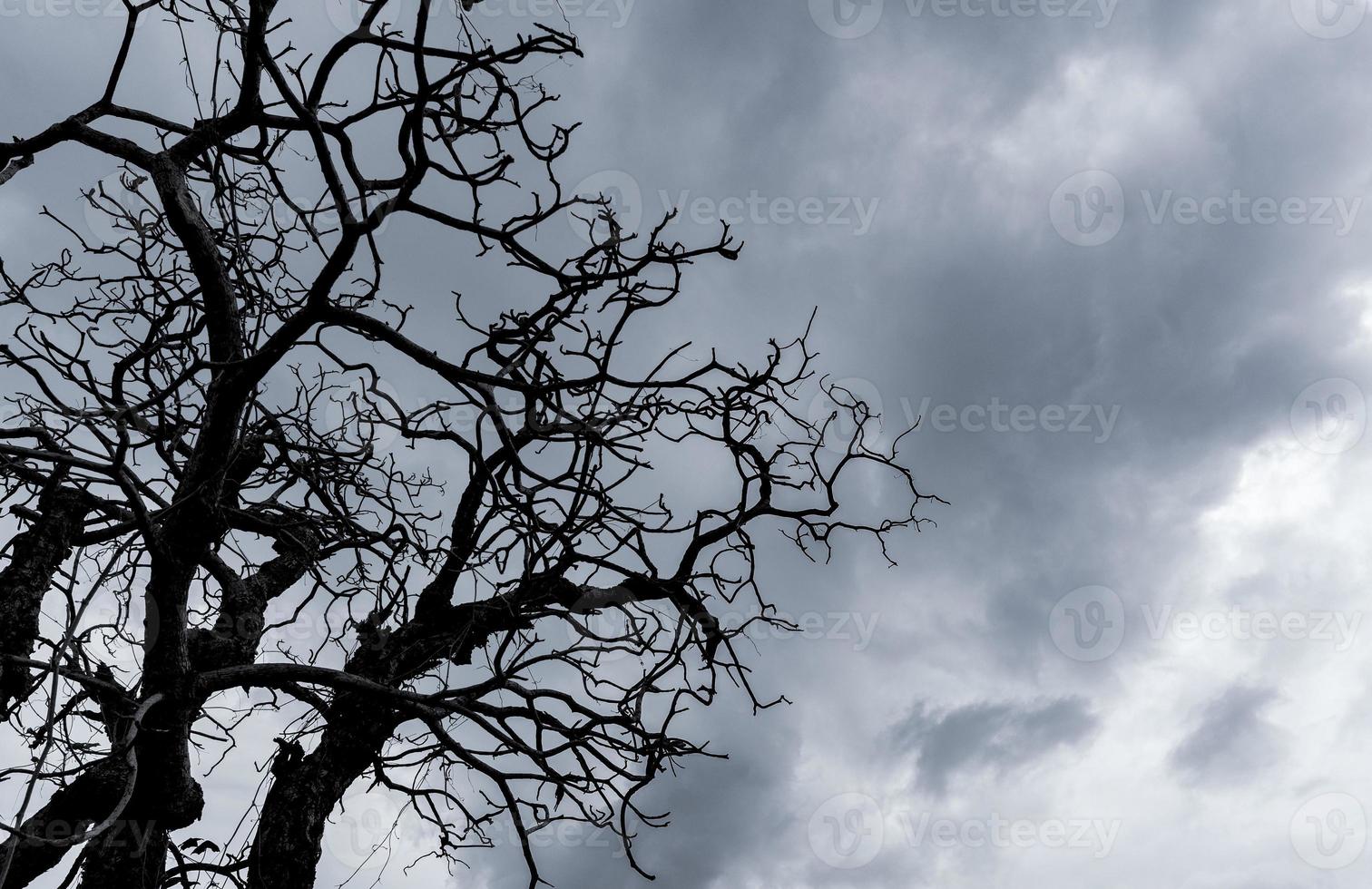 Silhouette dead tree on dark dramatic sky. Dark sky and dead tree background for Halloween day. Dead tree branches. Leafless tree isolated on gray sky. Background for sad and lonely moment. photo