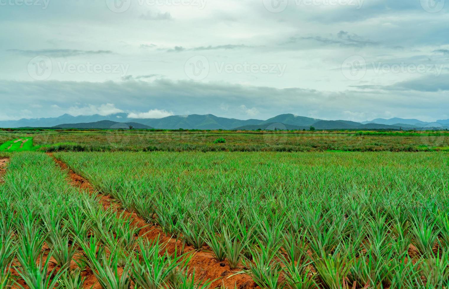 Pineapple plantation. Landscape pineapple farm and mountain. Plant cultivation. Growing pineapple in organic farm. Agriculture industry. Green pineapple tree in field and white sky and clouds. Farming photo