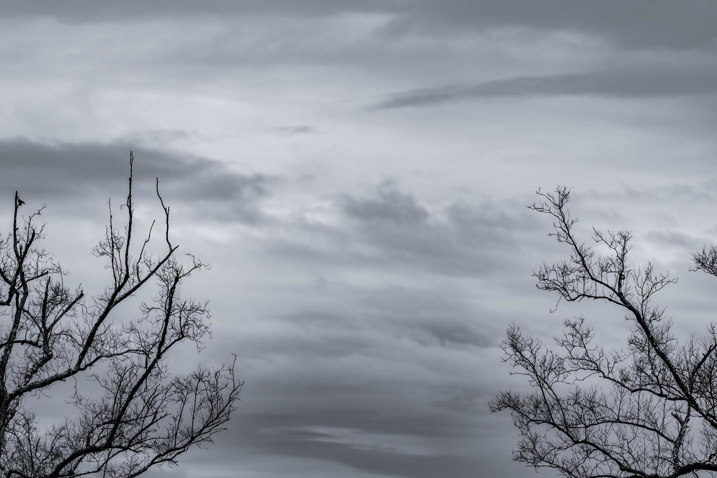 silueta árbol muerto y rama sobre fondo de cielo gris. ramas negras de árbol. fondo de textura de la naturaleza. antecedentes artísticos para tristeza, muerte, soledad, desesperanza y desesperación. fondo del día de halloween foto