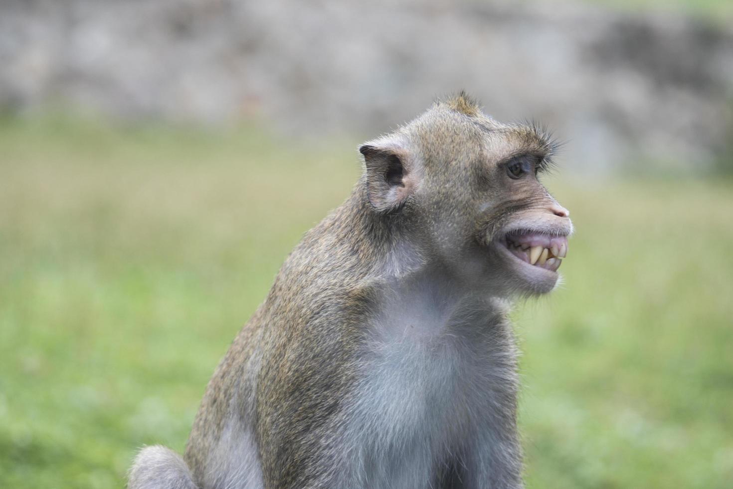 Portrait of smiling and laughing monkey in Thailand. Cute and funny monkey sitting on green grass field. Good-humored monkey. Good mood macaque. Monkey grinned to see the teeth. photo