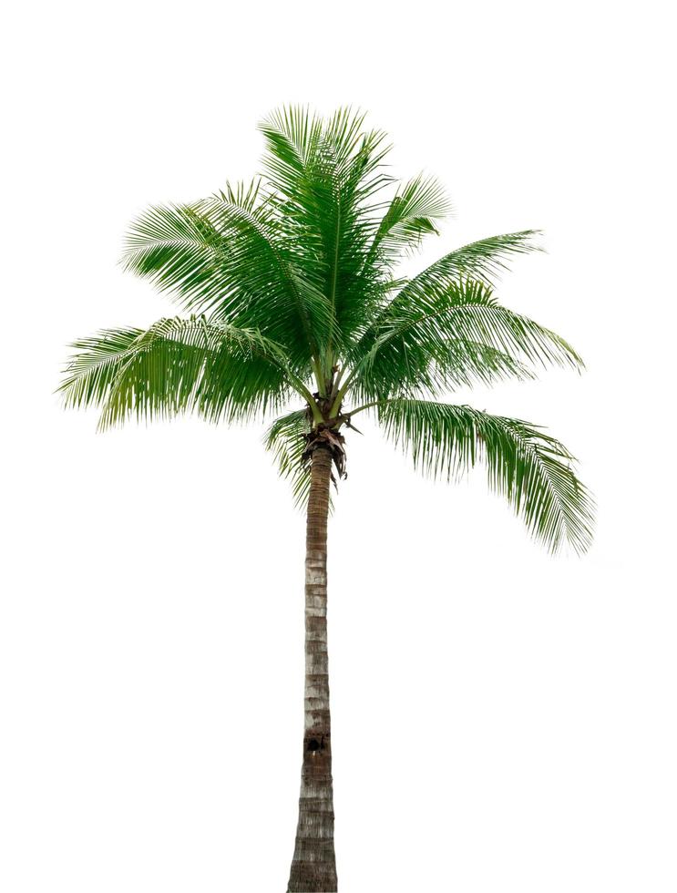 Coconut tree isolated on white background. Tropical palm tree. Coconut tree for summer beach decoration photo