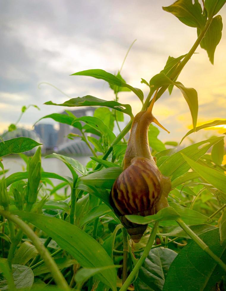 Snail climbing on plant in the evening beside the river opposite landmark building of Singapore at sunset. Slow life concept. Slow travel in Singapore. Snail in garden. Closeup invertebrate animal. photo