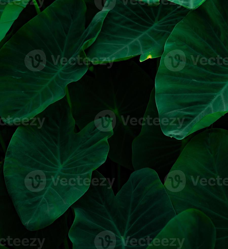 Closeup green leaves of elephant ear in jungle. Green leaf texture background with minimal pattern. Green leaves in tropical forest on dark background. Greenery wallpaper. Botanical garden photo