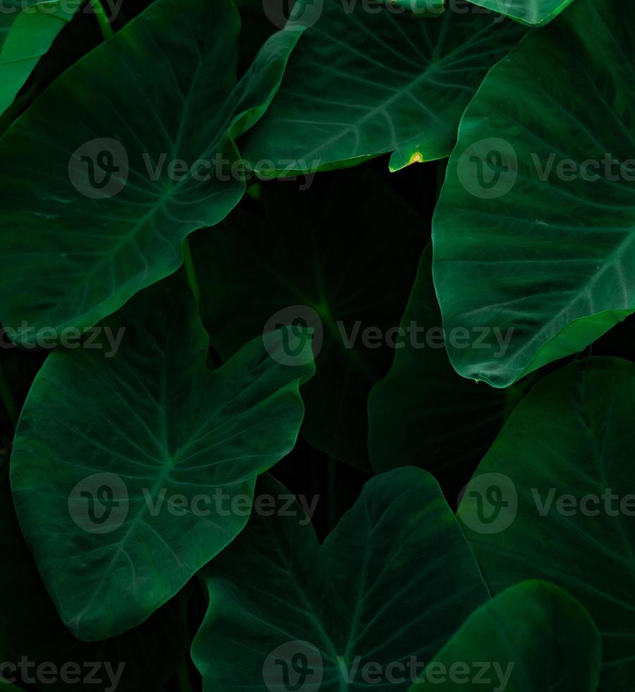 Closeup green leaves of elephant ear in jungle. Green leaf texture background with minimal pattern. Green leaves in tropical forest on dark background. Greenery wallpaper. Botanical garden photo