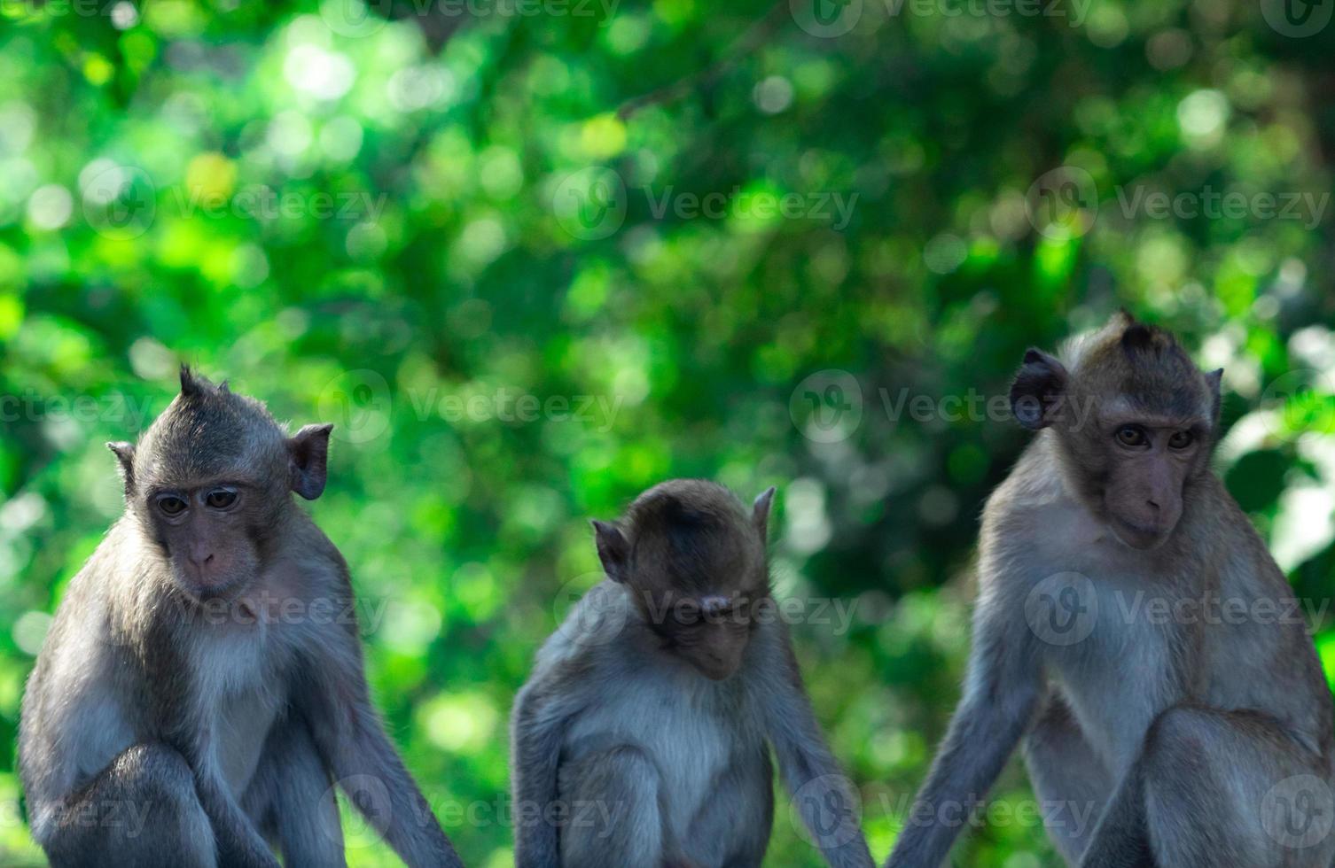 Monkey family sit in the forest. Monkey on green bokeh background of tree in national park or jungle. Family indifference on children. Couple life problem. Problem in marriage relationships concept. photo