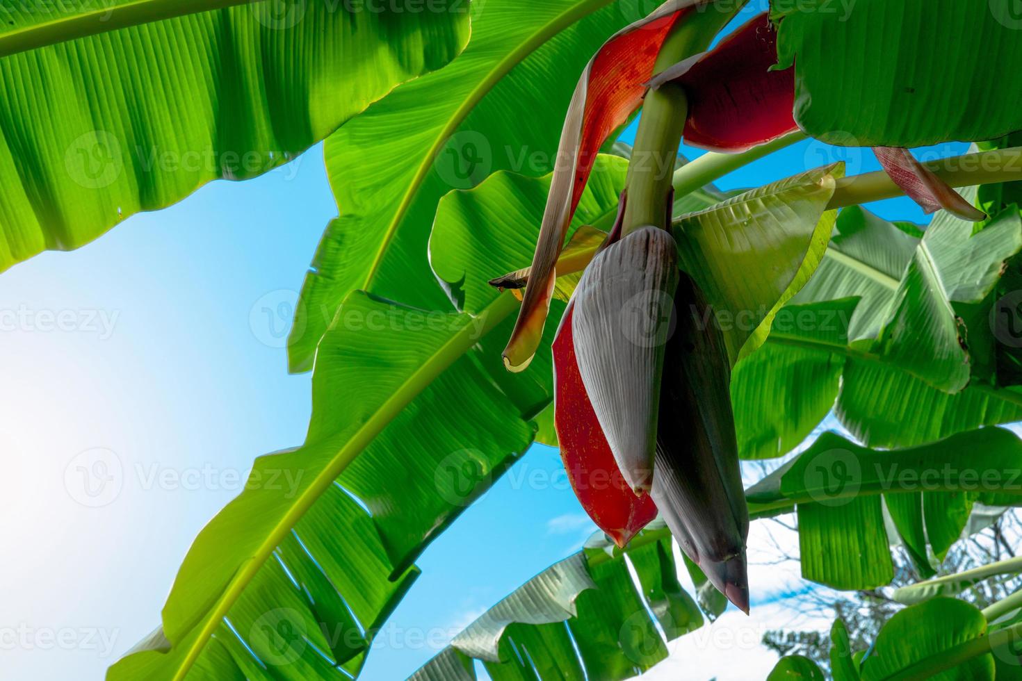 Banana tree and green leaves with banana blossom. Banana heart is raw material for make vegan fish and meat. Vegan food star. Meat free alternatives food. Plant-based meals. Purple skinned flower. photo