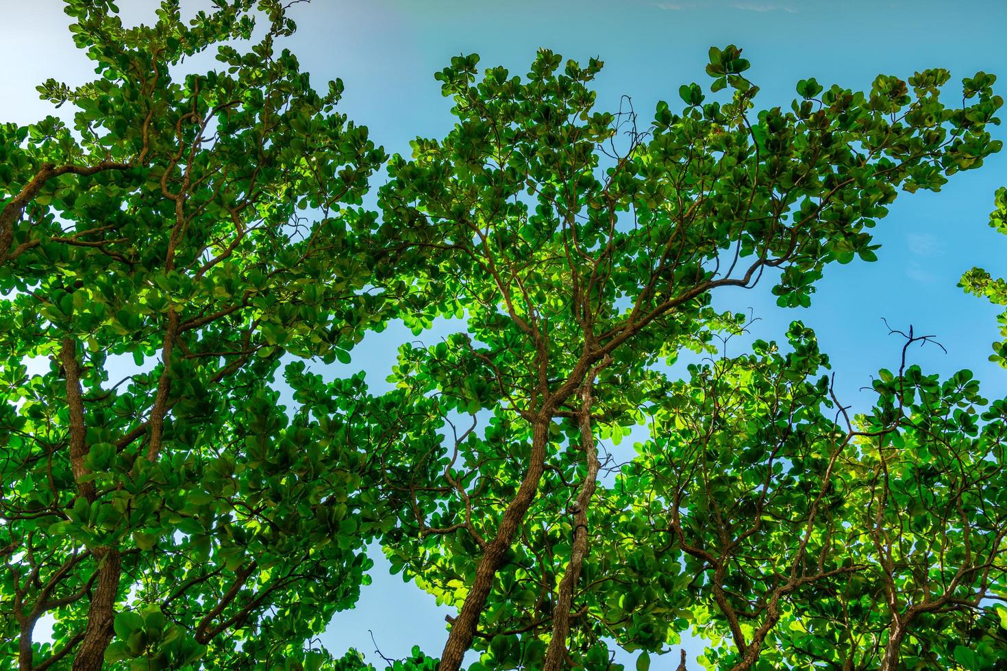 Green tree against clear blue sky background. Bottom view of green leaves and tree branch in sunny day.  Nature background in summer season at the beach location. Fresh air environment. photo