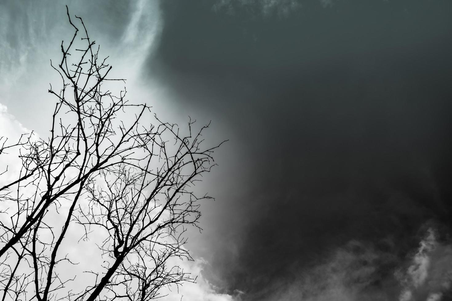 Silhouette dead tree on dark dramatic sky background for scary or death. Hopeless or despair background concept. photo