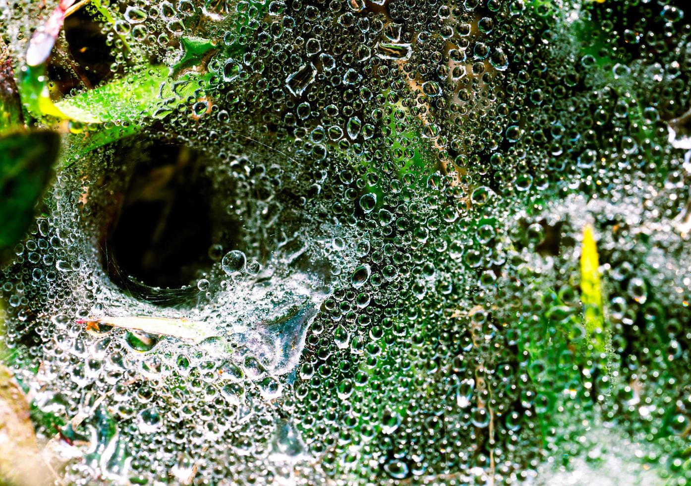 macro tiro detalle de gotas de agua en telaraña después de llover en la mañana entre hierba verde foto