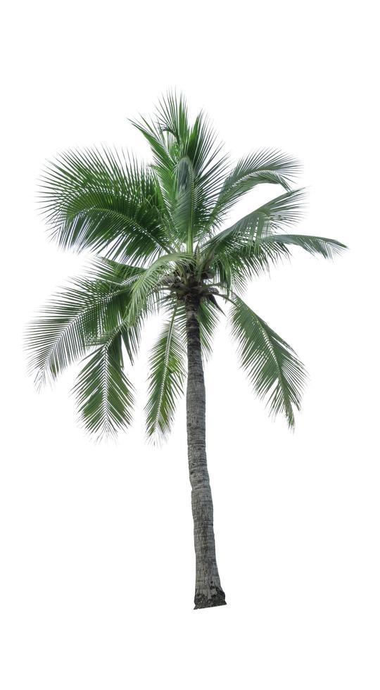 Coconut tree isolated on white background used for advertising decorative architecture. Summer and paradise beach concept. Tropical coconut tree isolated. Palm tree with green leaves in summer. photo