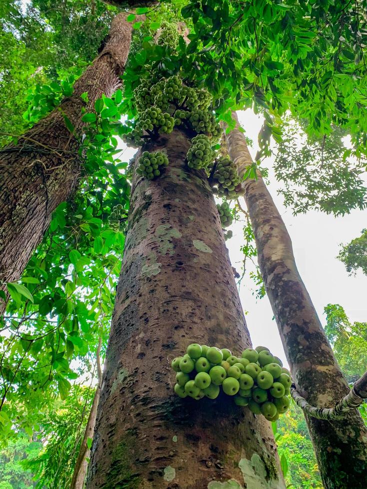 Cluster fig Ficus racemosa in tropical forest. Bottom view of green tree in tropical forest. Bottom view background of tree with green leaves. Tall tree in woods. Jungle in Thailand. Organic fruit. photo