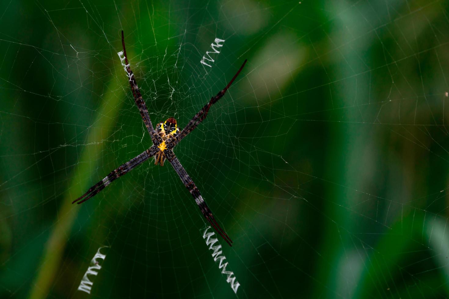 Macro shot of spider hanging on spider web on blurred green background. photo