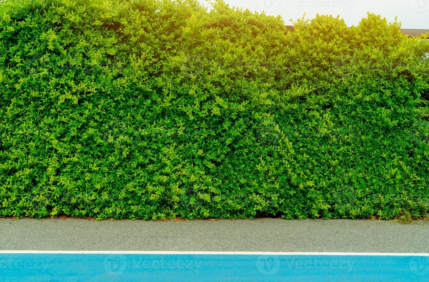 Green hedge plants. Small green leaves in hedge wall at car parking lot. Eco evergreen hedge wall texture background. Ornamental plant in the garden. Many leaves reduce dust and CO2 in the air. photo