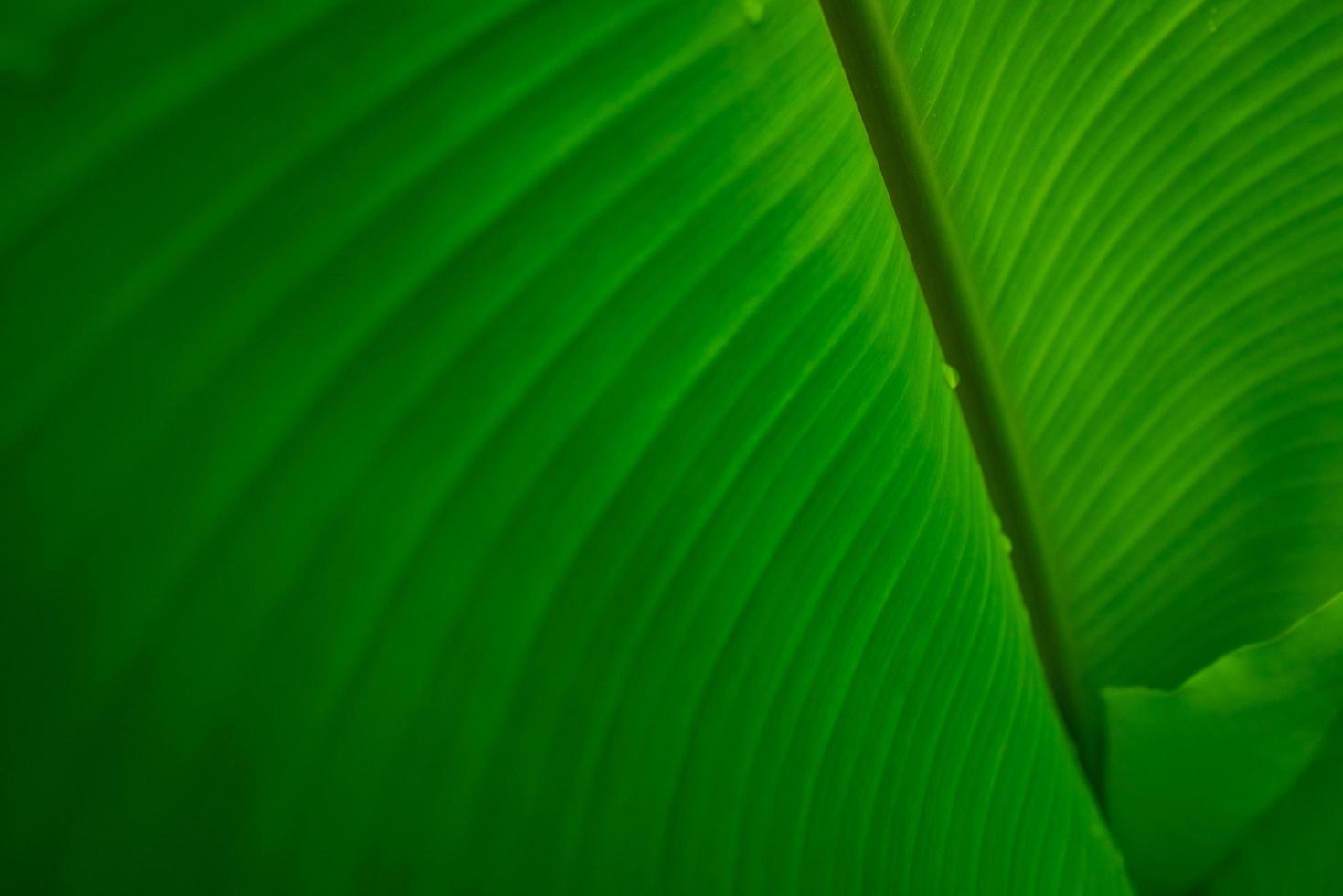 closeup hoja verde plátano con gota de lluvia. gota de agua en la hoja. fondo de textura de hoja verde plátano. hojas verdes en el bosque tropical. fondo de pantalla de vegetación. jardín Botánico. patrón de línea natural de la planta. foto