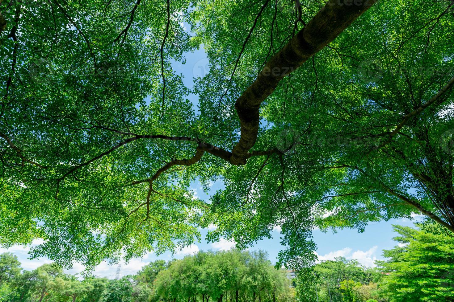 View from tree branch to green leaves of big tree in tropical forest with blue sky on sunny day. Fresh environment in the park. Green plant give oxygen in summer garden. Forest tree with small leaves. photo