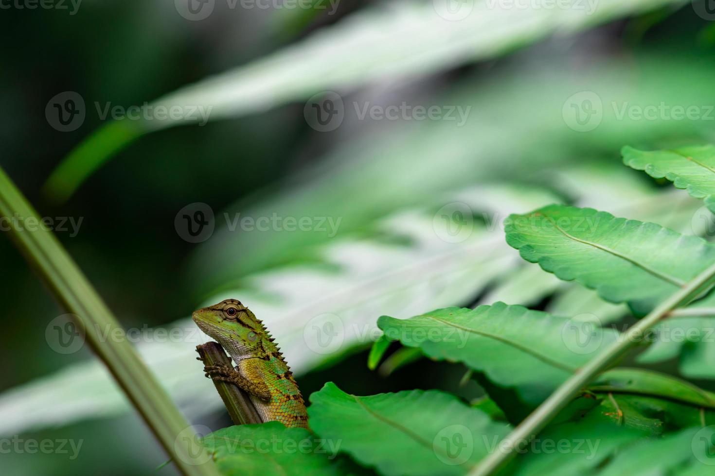 lagarto de jardín oriental, lagarto de jardín oriental, lagarto cambiable calotes mystaceus en el bosque. animales reptiles. lagarto verde y marrón. camaleón en las ramas del bosque. vida salvaje de los animales. foto