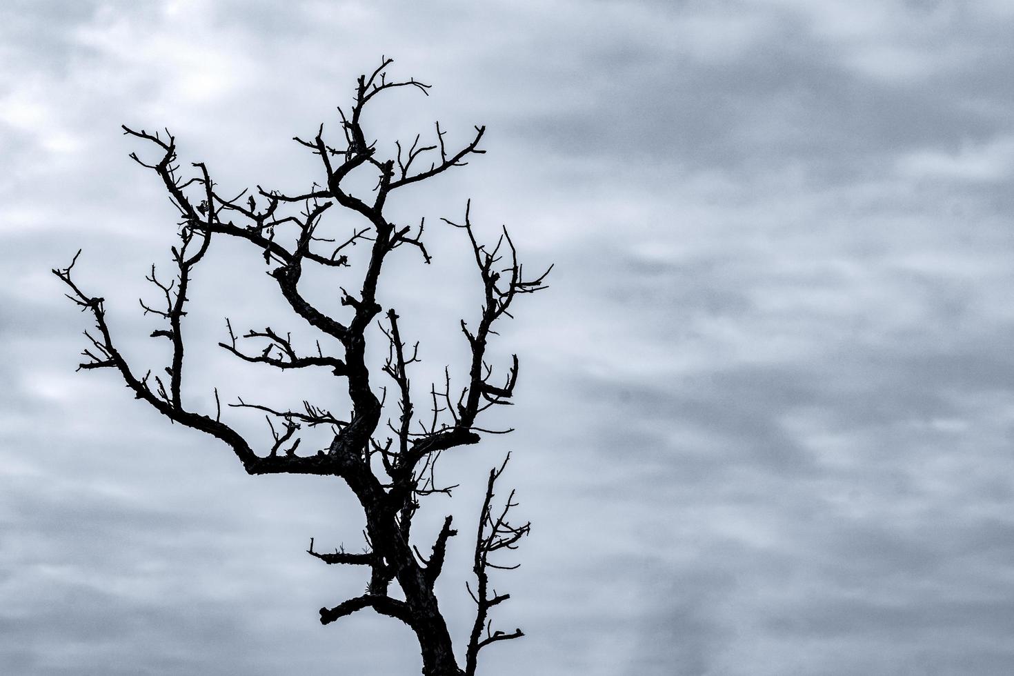 siluetee el árbol muerto en el cielo oscuro y dramático y el fondo de las nubes blancas para la muerte y la paz. fondo del día de halloween. desesperación y concepto sin esperanza. triste de la naturaleza. fondo de muerte y emoción triste. foto