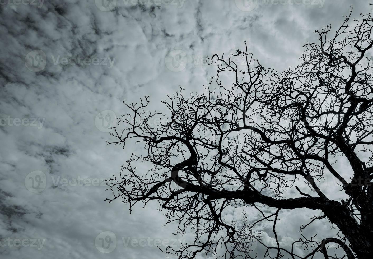 siluetee el árbol muerto en el cielo dramático oscuro y las nubes blancas. concepto de muerte, lamento, tristeza, dolor, desesperanza y desesperación. fondo abstracto del día de halloween. mirando hacia arriba la vista del árbol muerto. árbol sin hojas foto