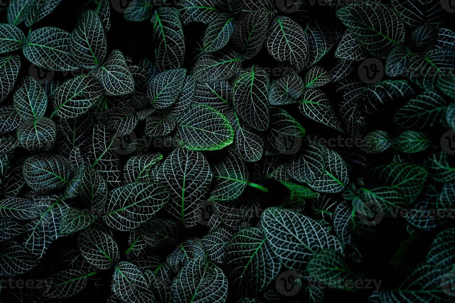 Green leaf texture on dark background. Close-up detail of indoor houseplant. Beauty house plant. Indoor plants. Green leaf for home decoration. Wallpaper for spa or mental health and mind therapy. photo