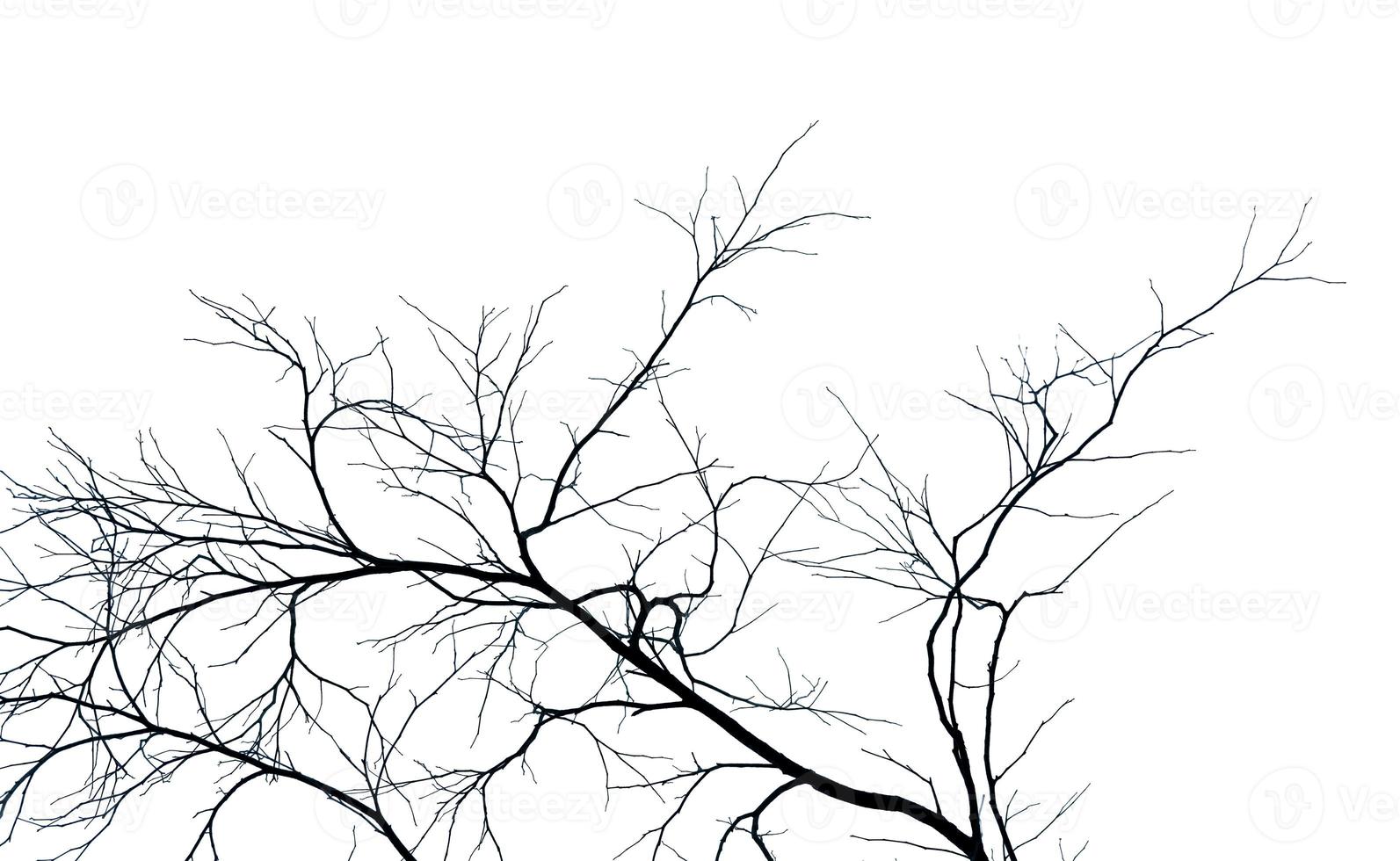 Dead tree and branch isolated on white background. Black branches of