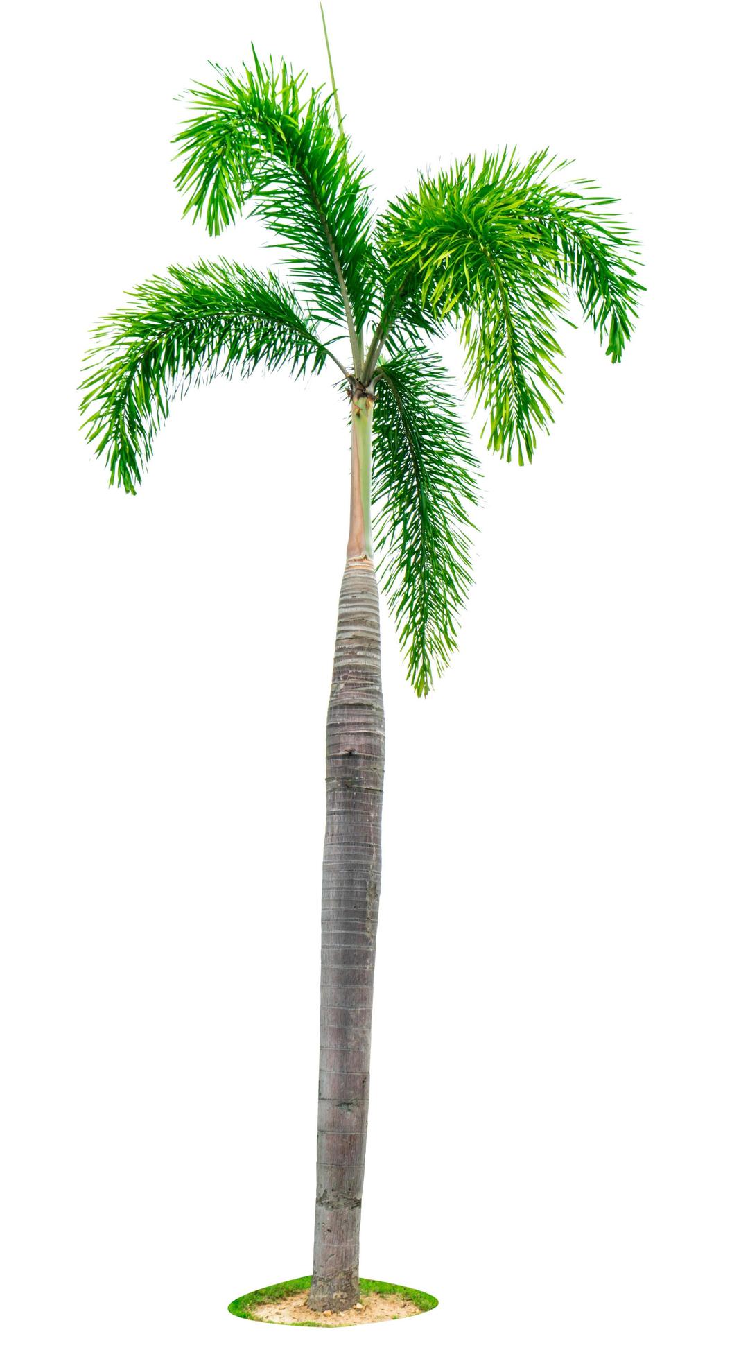 Manila palm, Christmas palm tree Veitchia merrillii isolated on white