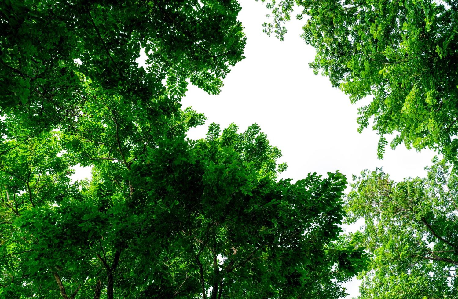 Selective focus on tree with green leaves against clear white sky. Tree with green leaves on sunny day. Bush of tree with twig and shaft. Fresh environment in park. Green plant give oxygen in garden. photo