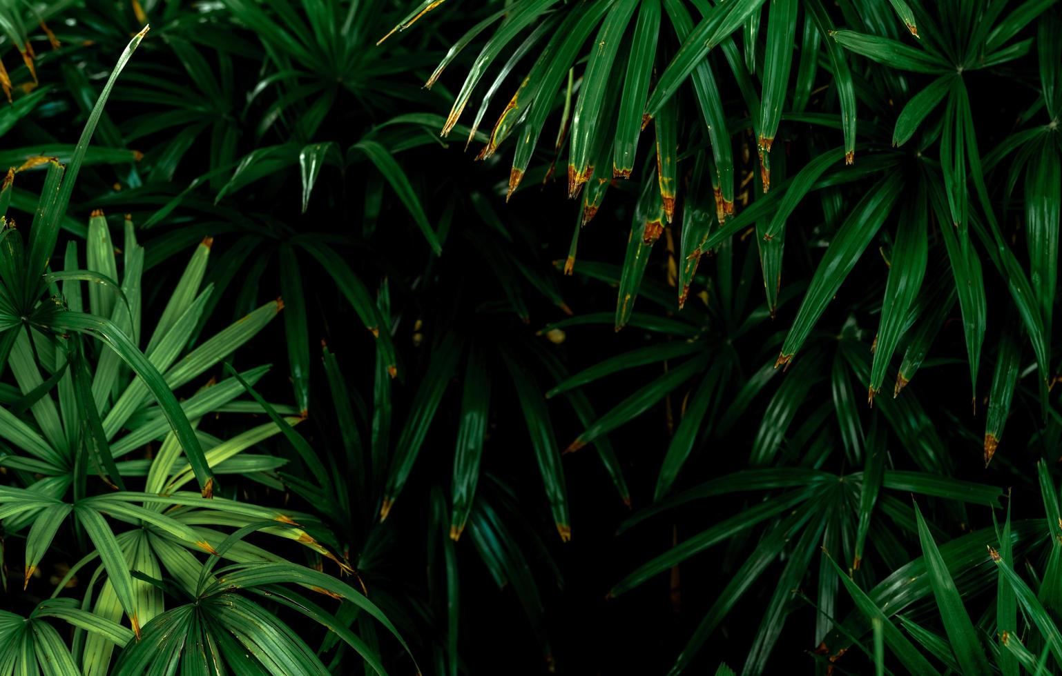 Selective focus on dark green leaves in the garden. Emerald green leaf texture. Nature abstract background. Tropical forest. Above view of dark green leaves with natural pattern. Tropical plant. photo